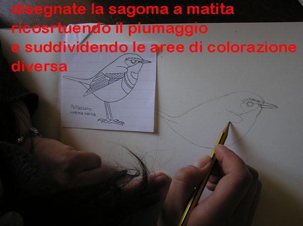 corso di disegno naturalistico 6 lezione